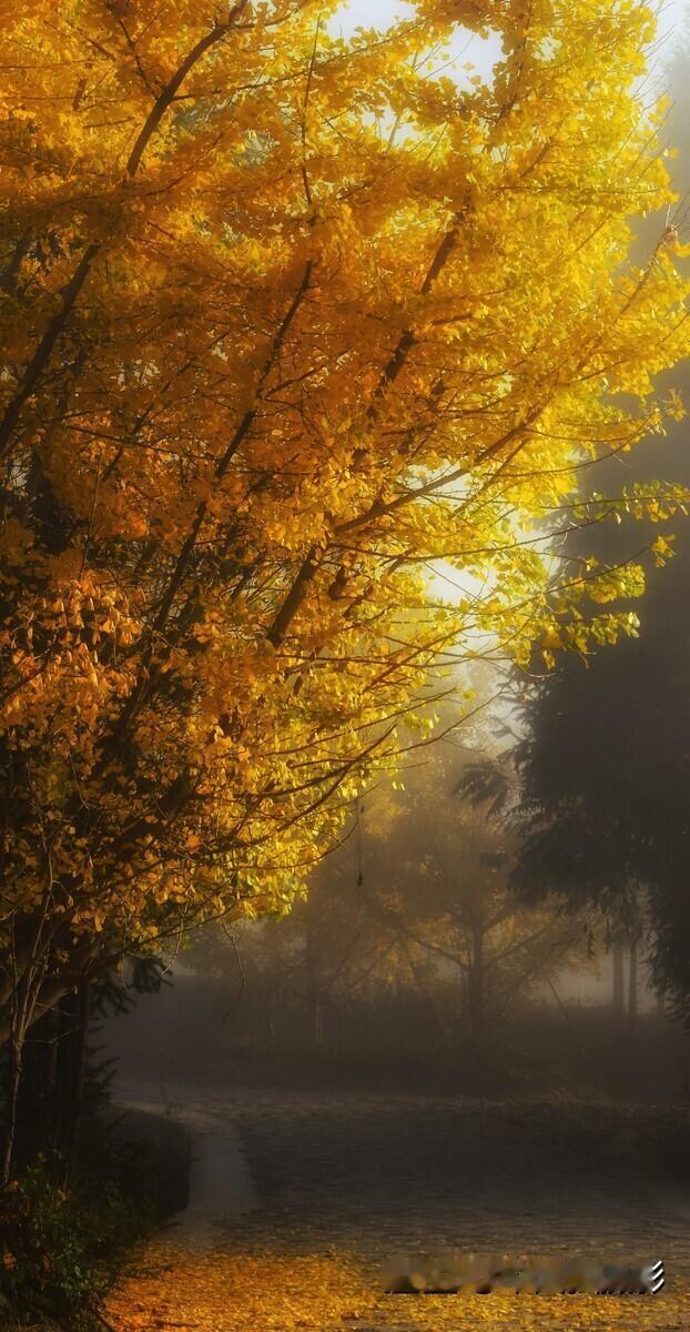 #卖图晒单分享##夕阳捕手##叶子#