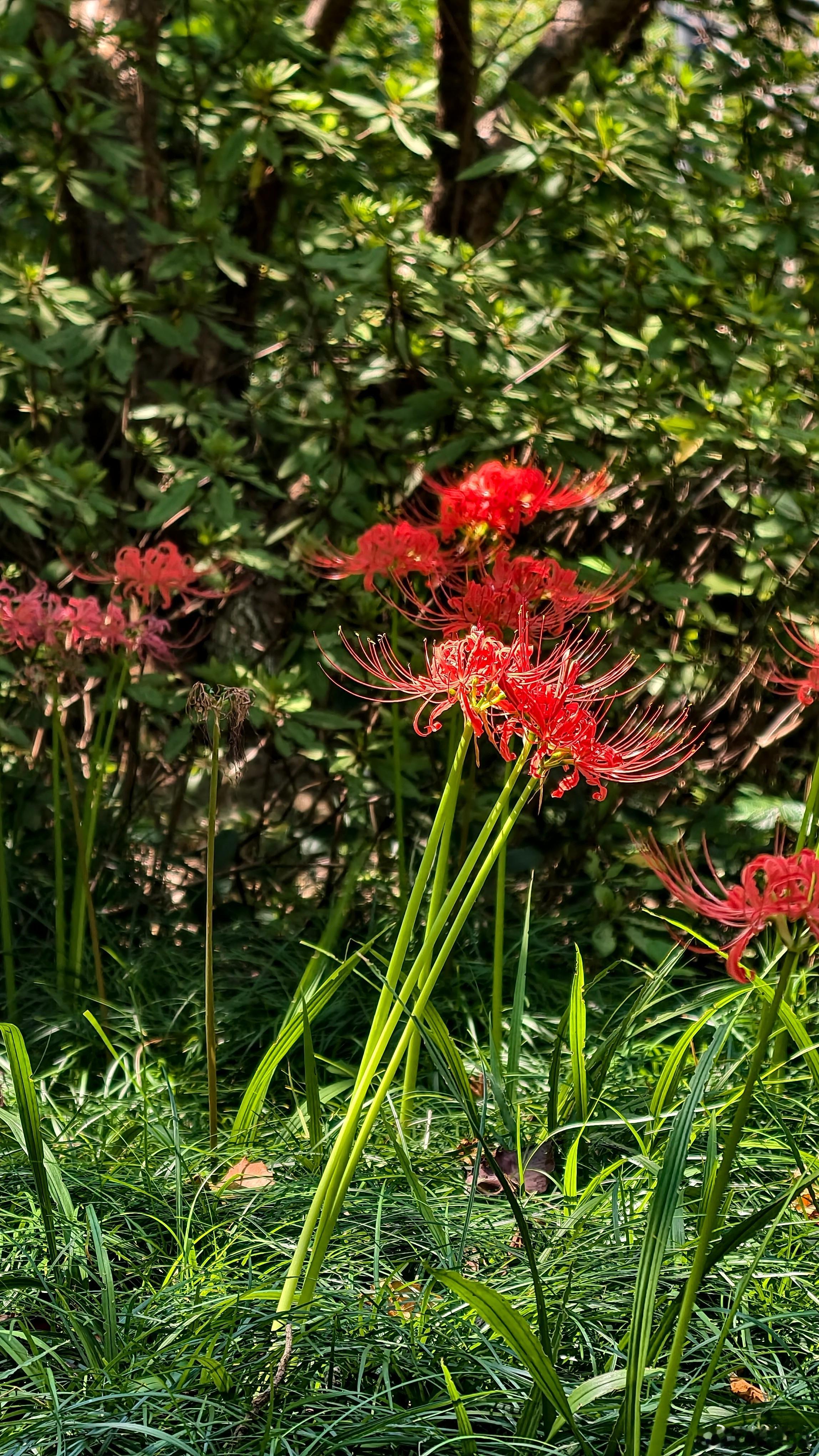 随处可见的彼岸花，单位楼下小花园里有一片彼岸花 ​​​