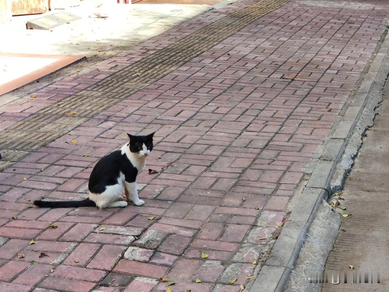 余华说，他从不和盗版对抗，穷人的孩子们也想要读书，盗版能让他们最低价学习。
有网