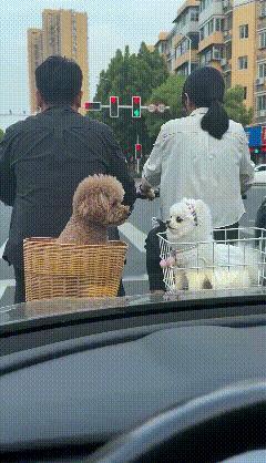 等红灯偶遇两只“显眼包”，被喇叭吓出国粹！
 
等红灯时偶遇两只小可爱，棕色对着