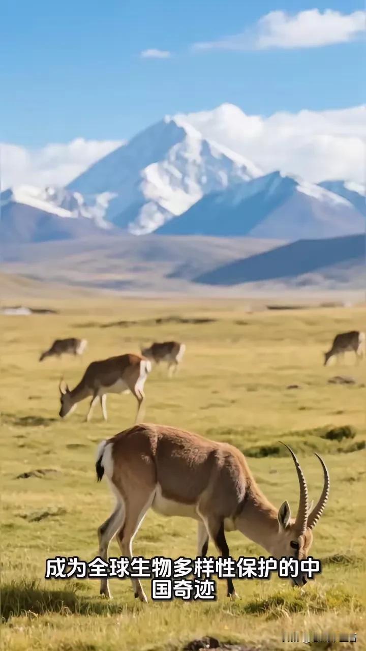 《生命树》以80年代保护藏羚羊为主题在央视热播，让人不禁思考，如今藏羚羊真的安全