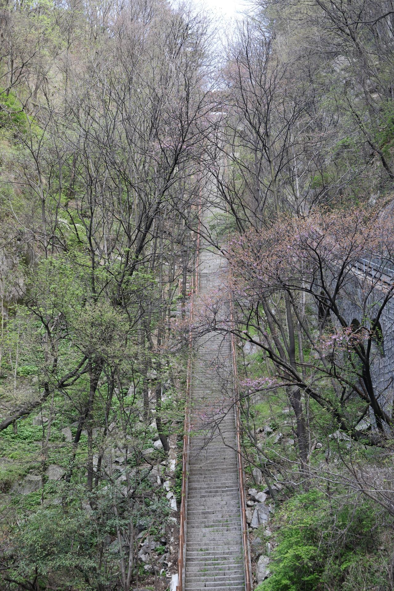 给大家分享一张超美的自然风景照。照片里是一片向日葵花海，蓝天白云下，向日葵向着太