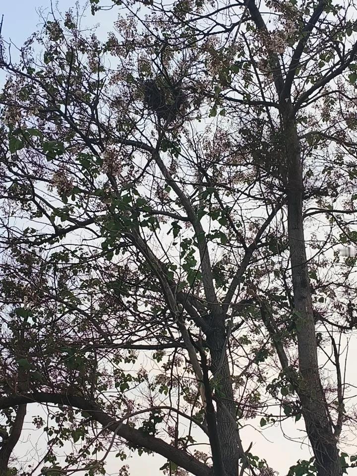 4月26日下午6点15分拍摄。
第一张为傍晚的梧桐树开花，没有招来凤凰，却招来一