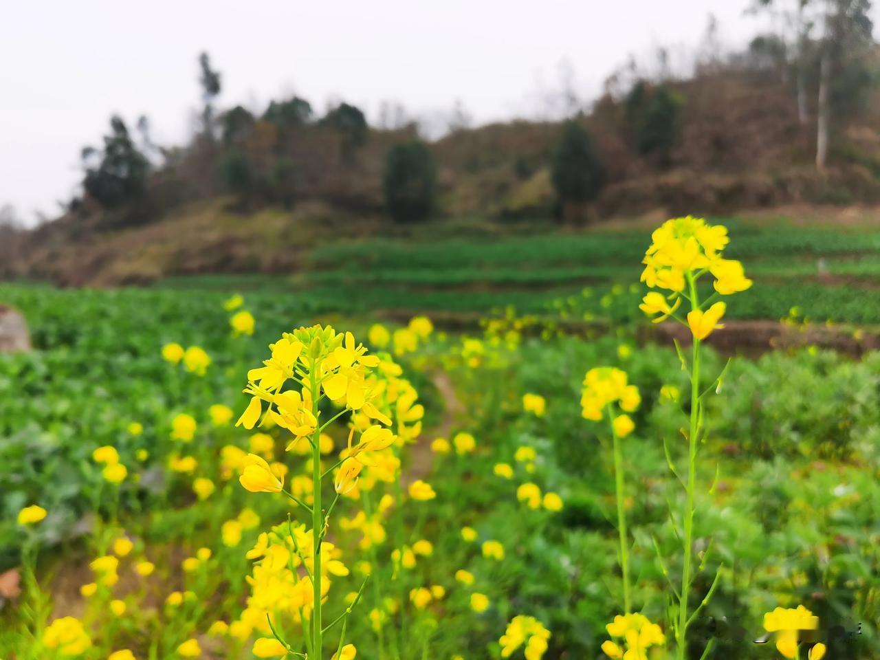 腊八节•春已到！