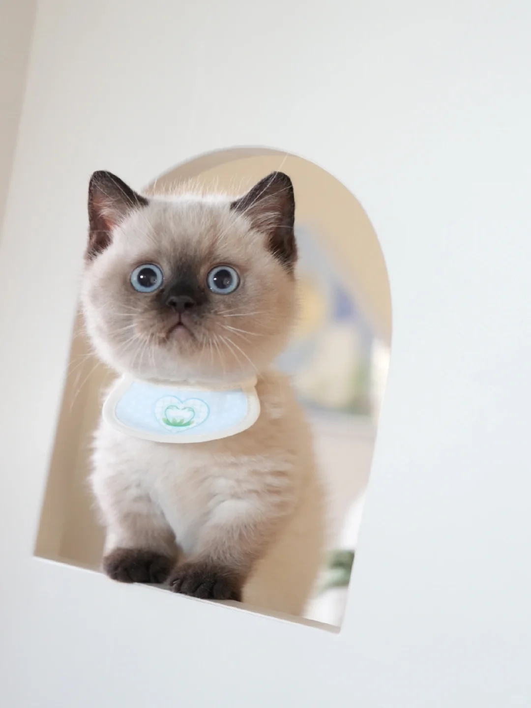 哎一古牢相咯！重点色曼基康矮脚猫