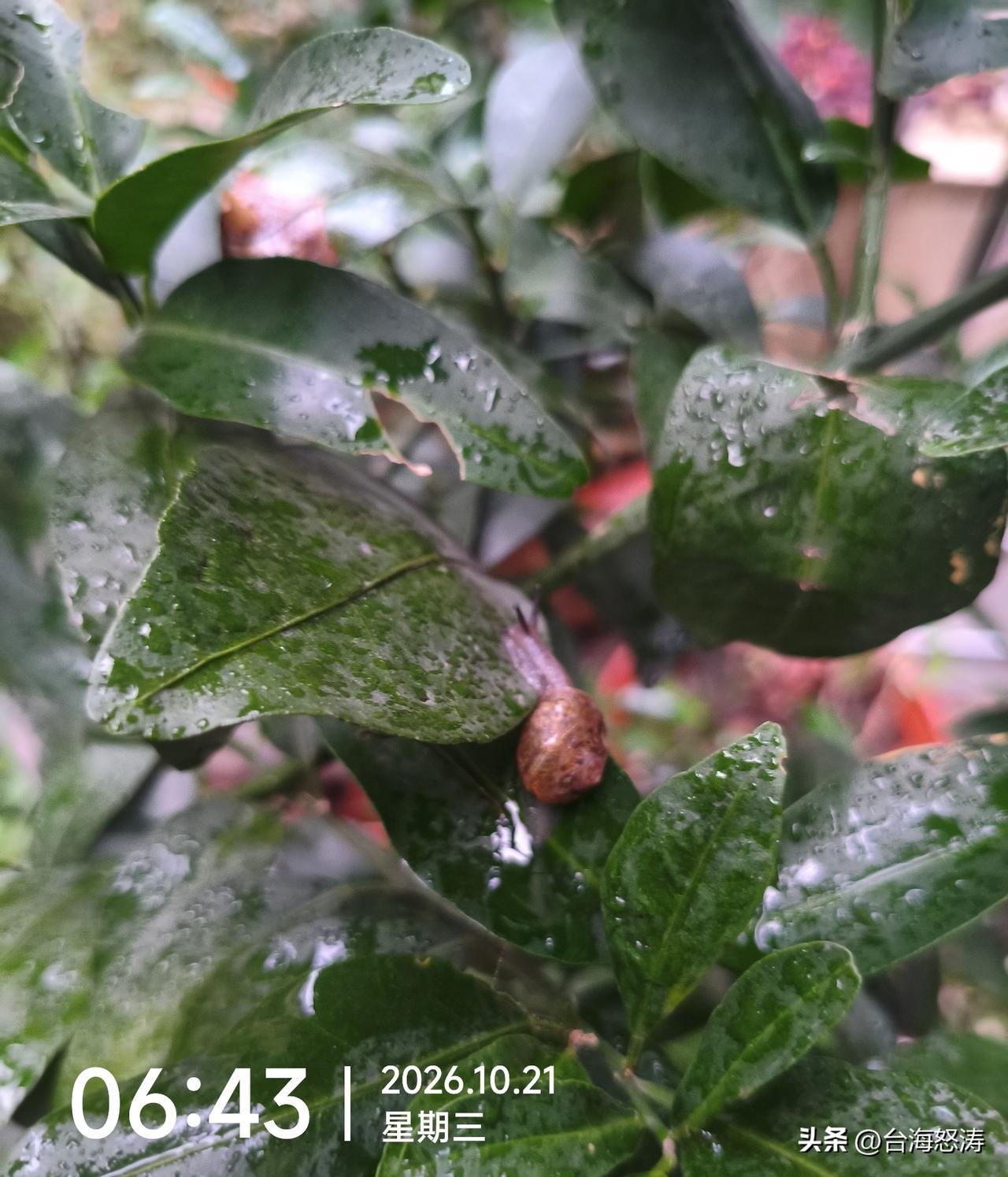 清晨时分，叶片上布满露水，潮湿的环境非常适宜蜗牛活动，它们通常会在这个时候出来觅