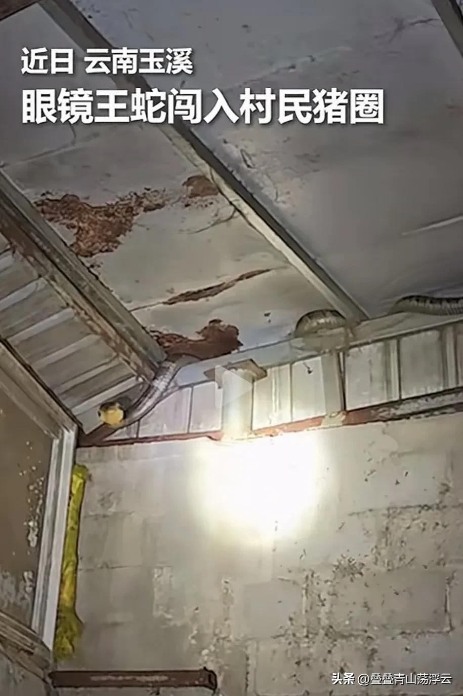 太可怕了！
近日，云南玉溪一村民家的猪圈里，一村民去喂猪，发现房顶上有异响，借着