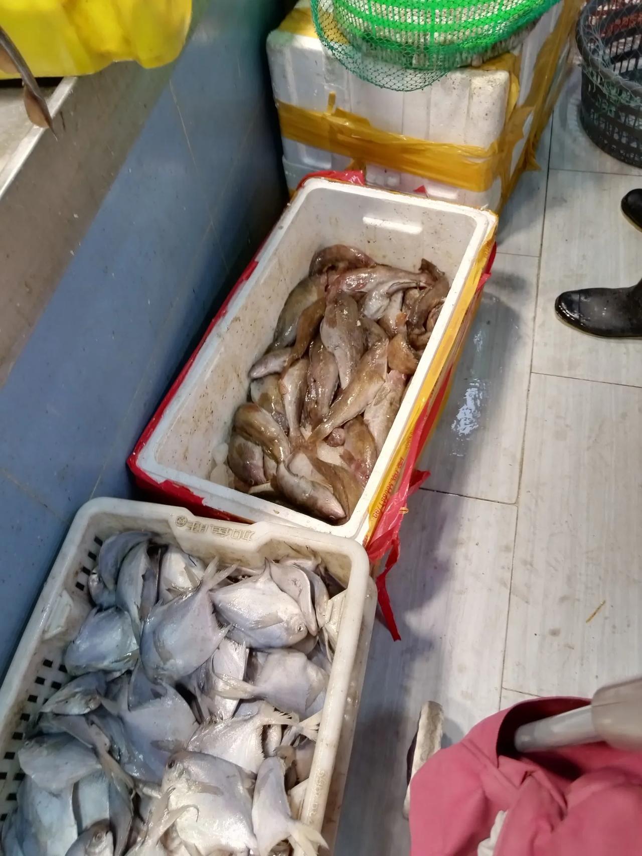 今早来到了青岛批发市场，买点海鲜预备冬天吃。
一年来这市场两次，一般春节前来一次
