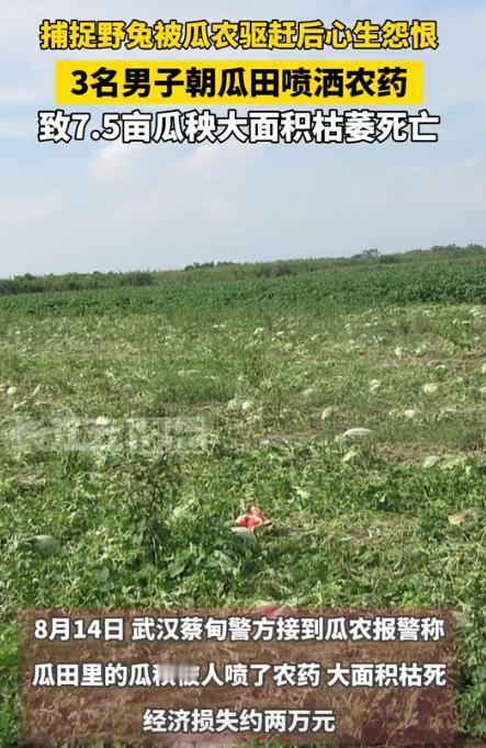 心眼太坏了！湖北武汉，3男子在瓜田里抓兔子，结果遭到了瓜农的驱赶，不料，他们竟因