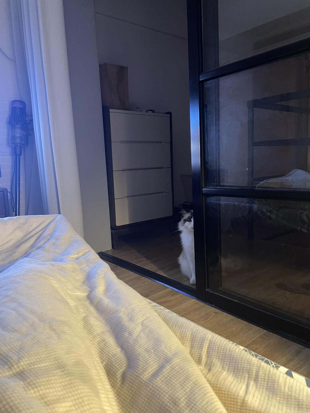谁懂 养猫后手机里多了很多这种照片
