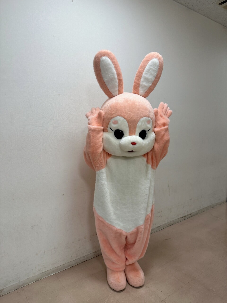 るんちゃん🌱「準備バッチリなぴょんきちと　準備中のしらたまさん　インスタライブ
