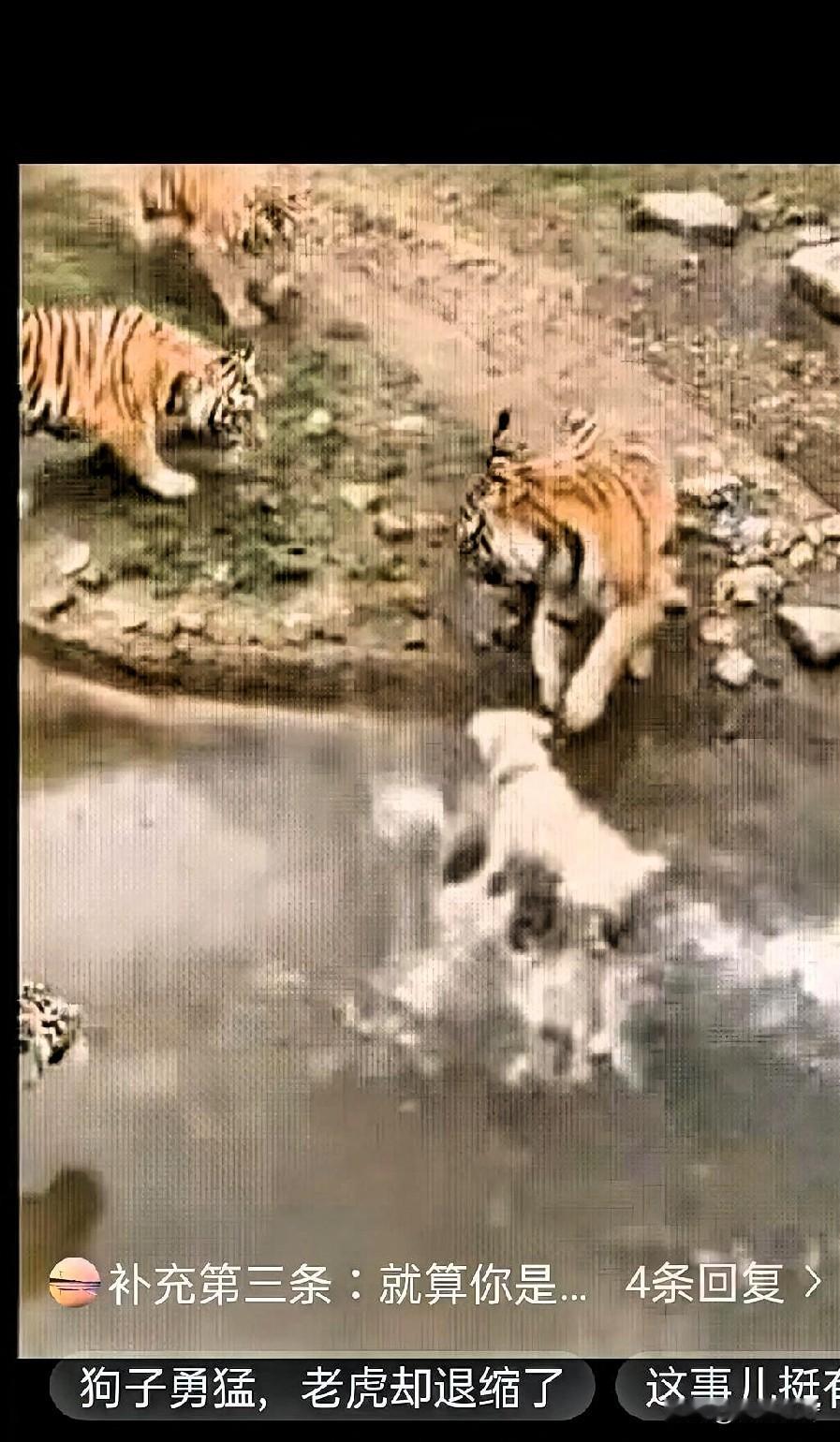 一群人在动物园围栏外观看老虎，突然间，一男子把一只狗子推了下去。
 
这猝不及防