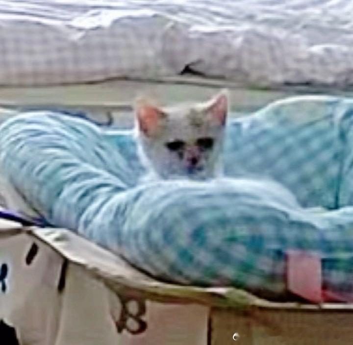 50795【丑猫】有没有人敢直视 