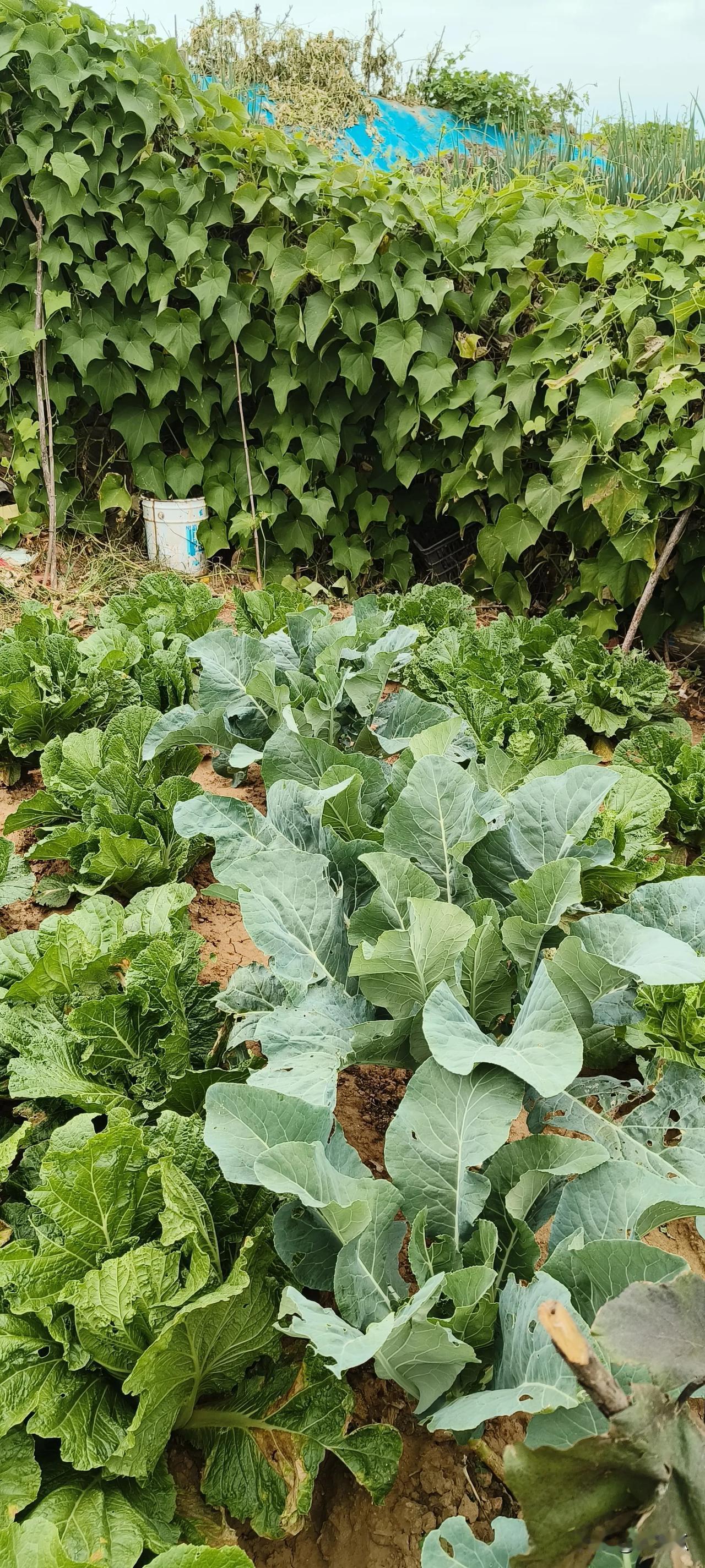 在晒晒我们家的小菜园
说是小菜园，其实就是找了个地方开了块地，将就着种上菜了，没