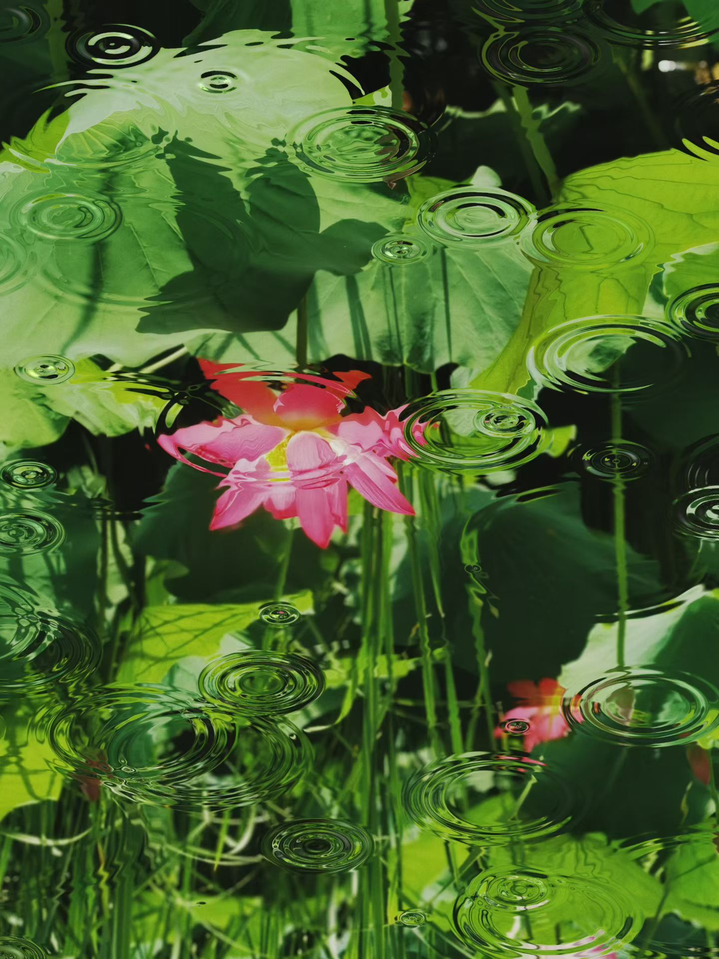 早安 ᵕ̈ 🌈𝓜𝓸𝓻𝓷𝒾𝓃𝓰🌿简单一点，善良一点，努力一点，惊
