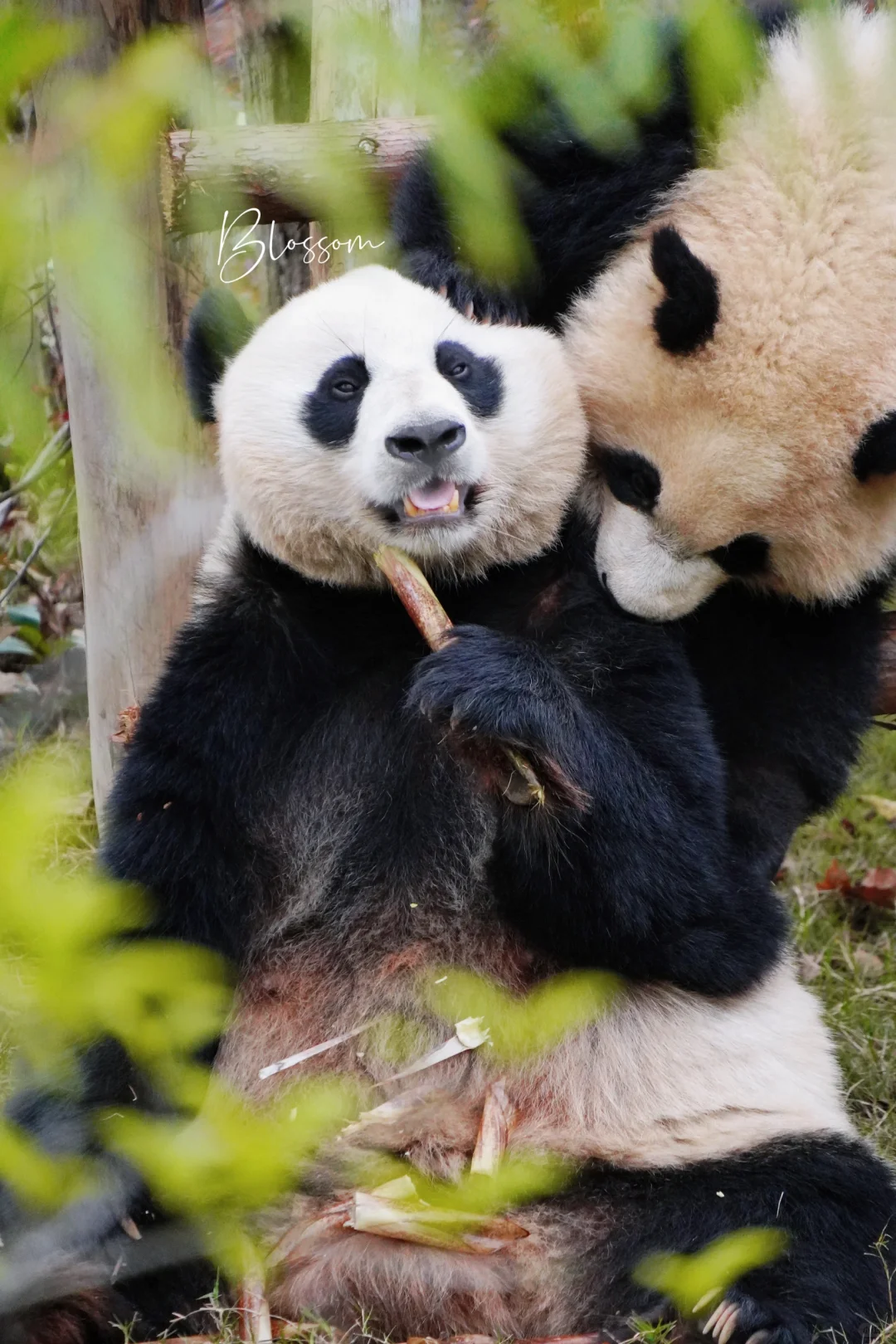 241021 有些小孩在妈头上蹦迪就很烦