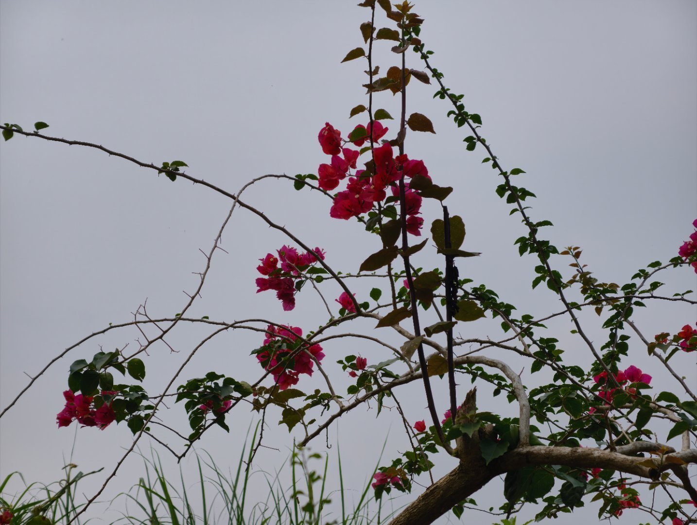 春天到了，郊游的季节。我的日常plog 今天是鲜花博主