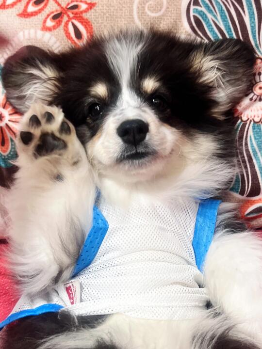 俺不是小熊 俺发誓！