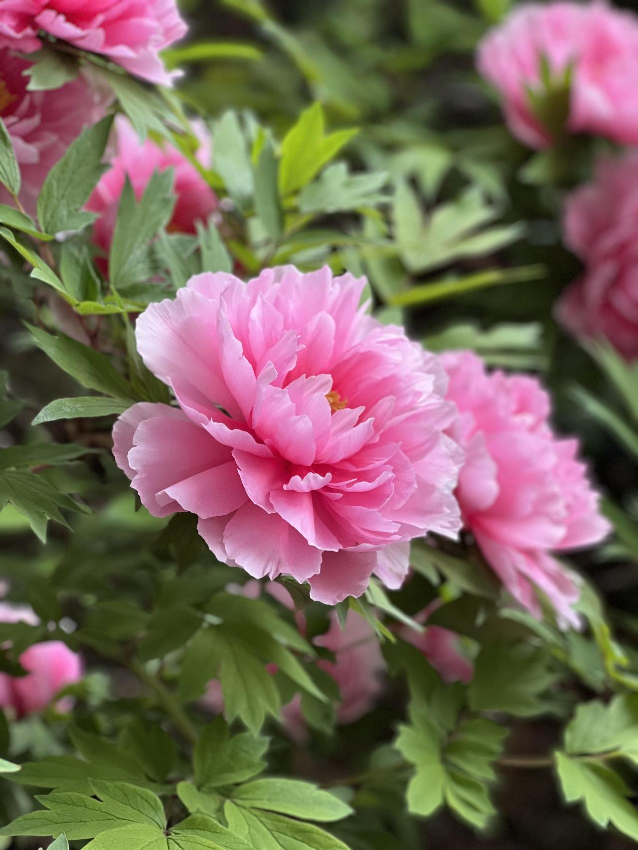 想看牡丹，不必远赴洛阳、菏泽。西安的牡丹苑里，就藏着不输他乡的本地佳品——花大色