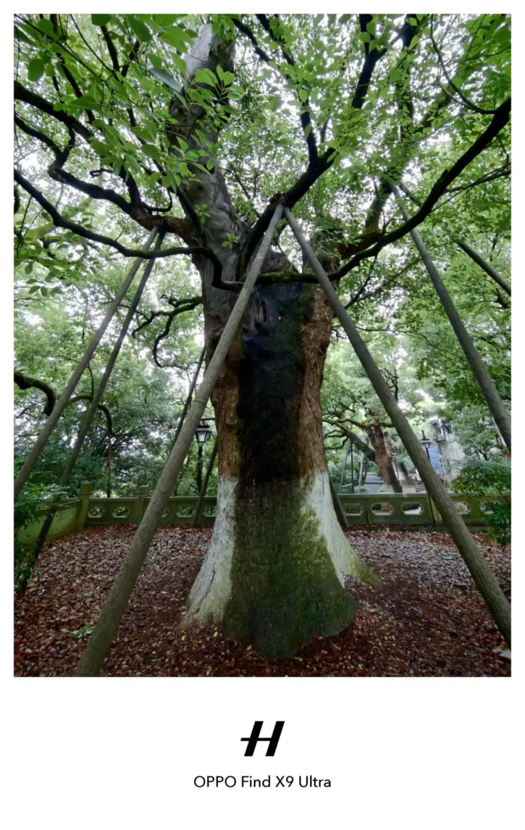 绿野仙踪，树影交错🌲