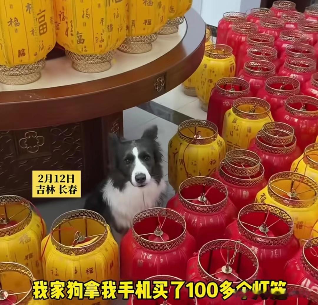 吉林一网友家的狗狗“诸葛不拆”简直成精了！趁主人睡觉偷拿主人手机，疯狂下单100