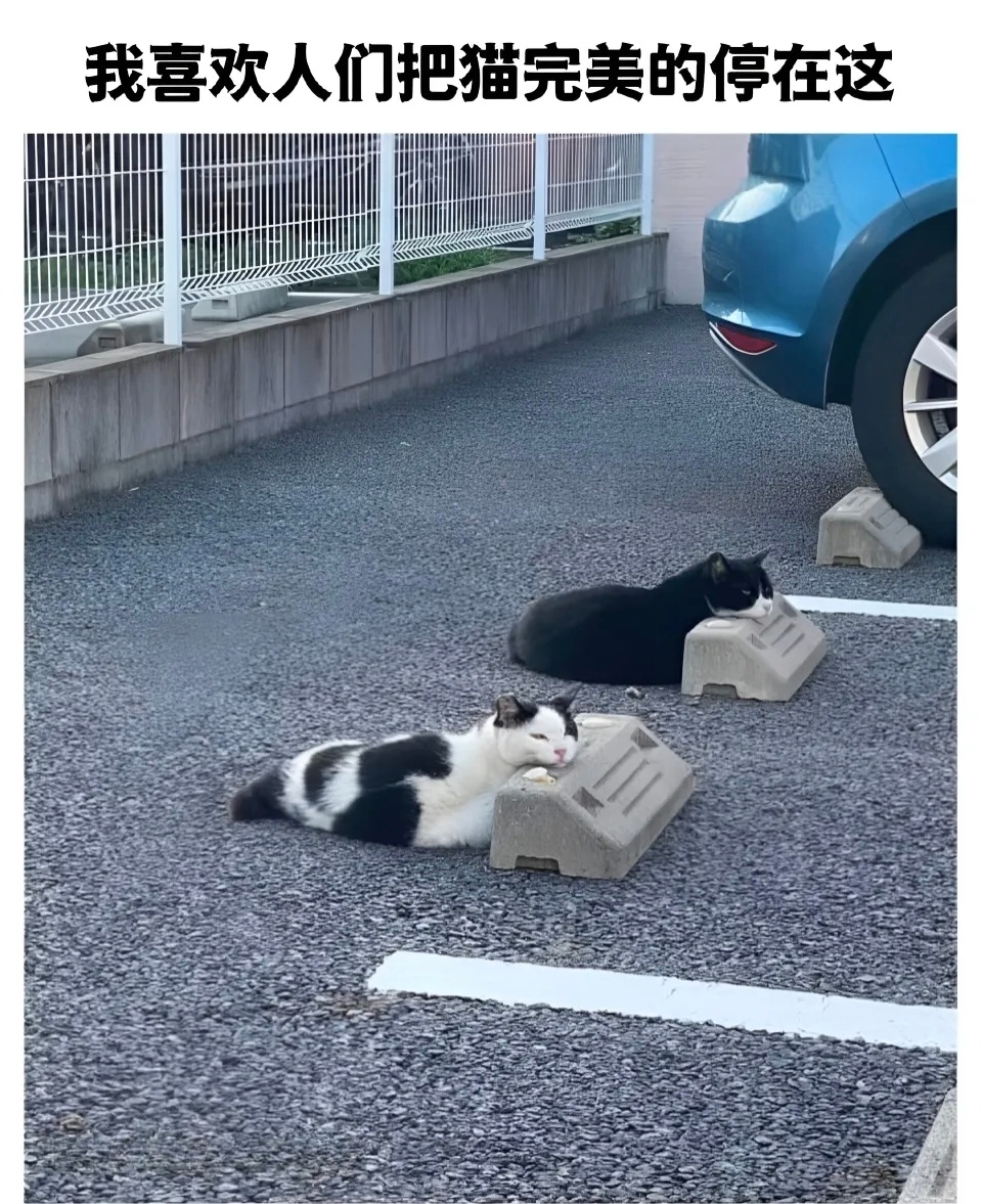 停猫场春风里派对