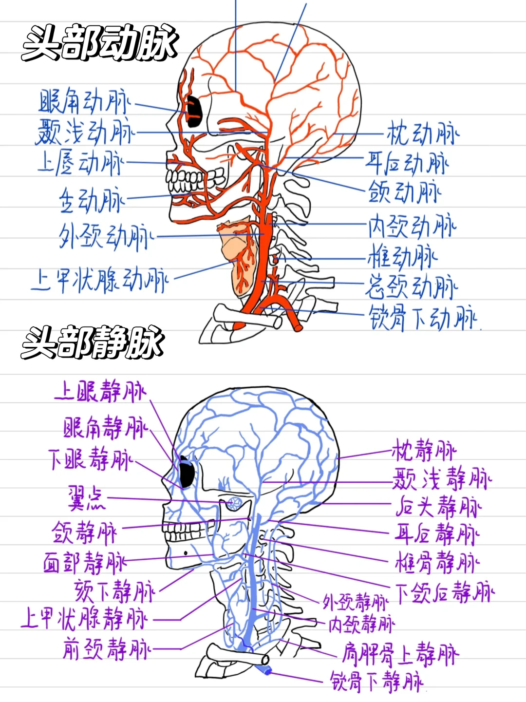 医学生笔记✍️-（超全）头部动静脉