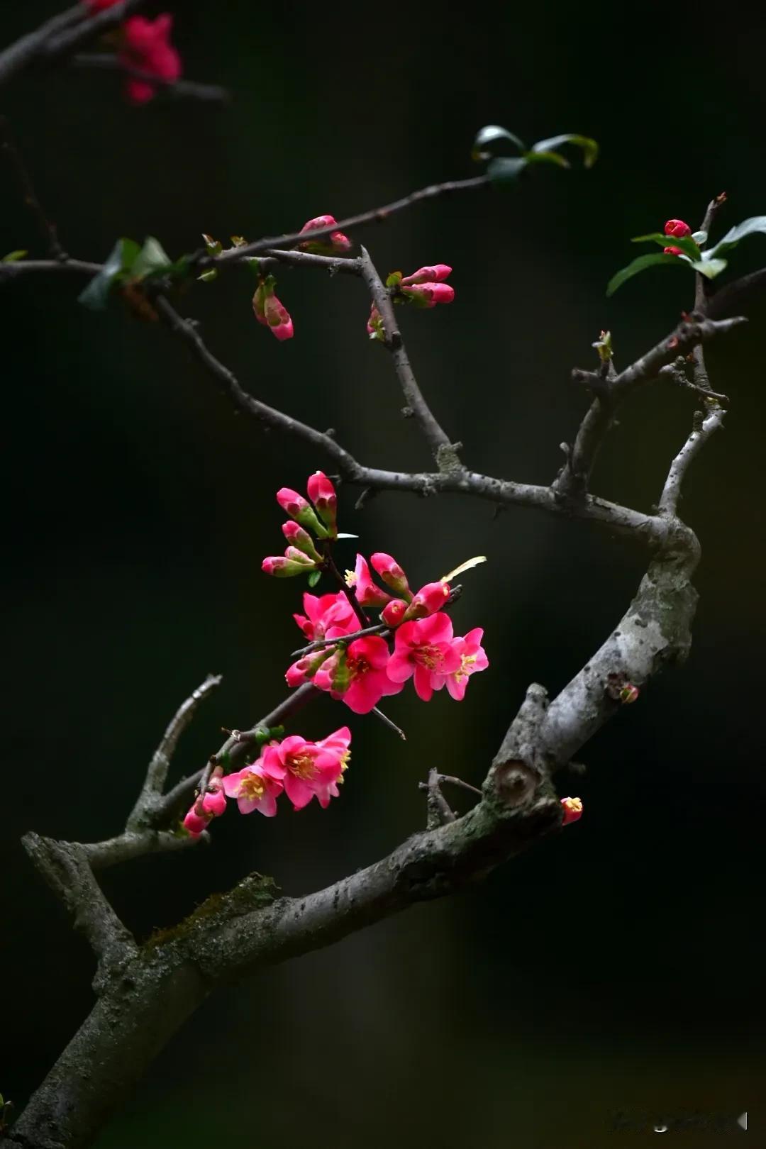 海棠花