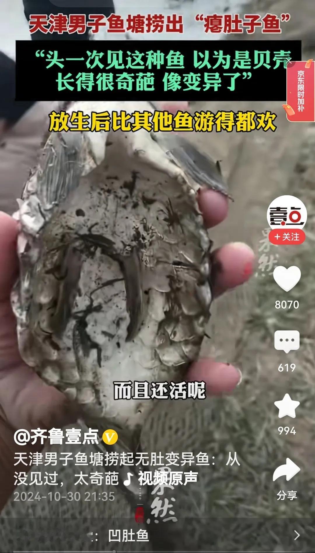 #天津男子鱼塘捞出无肚变异鱼#
看过视频被惊到了，送牠一首打油诗。
这个鱼儿好奇