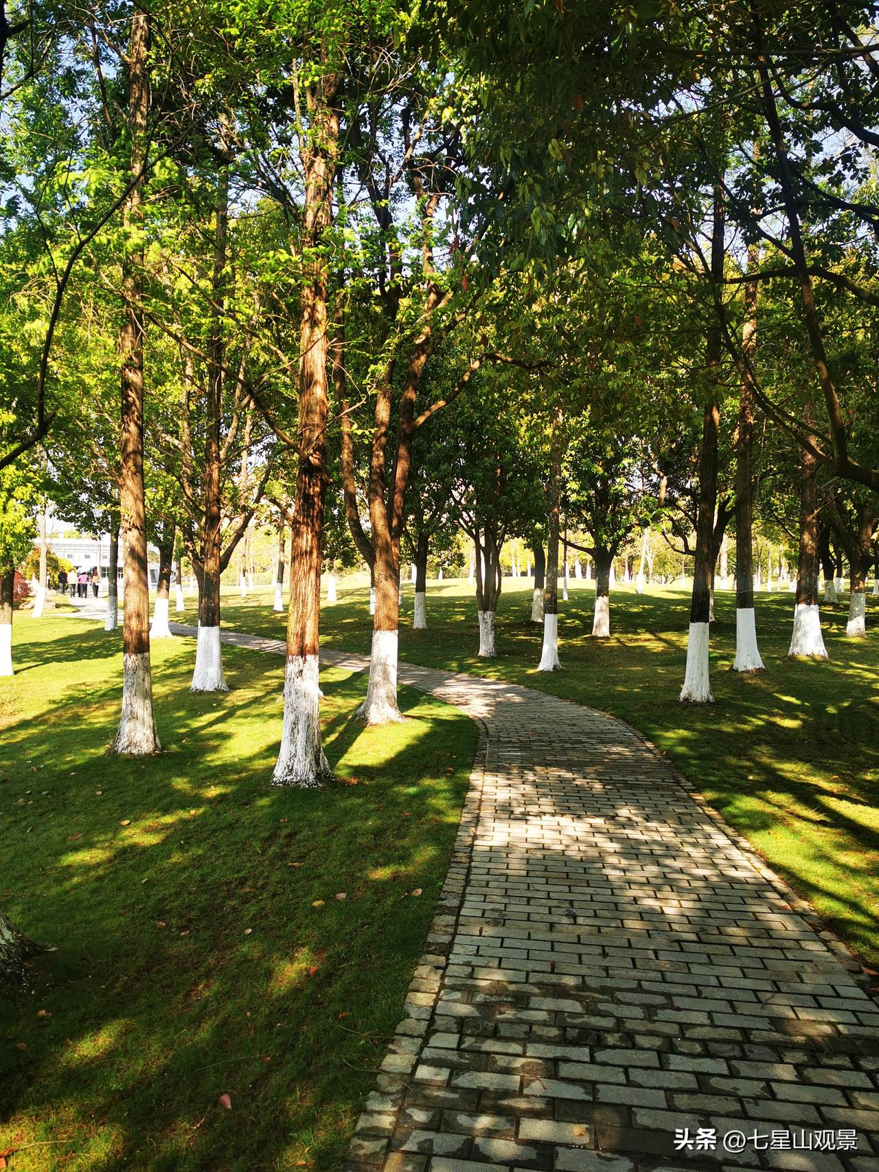 春日生活打卡季林中慢步