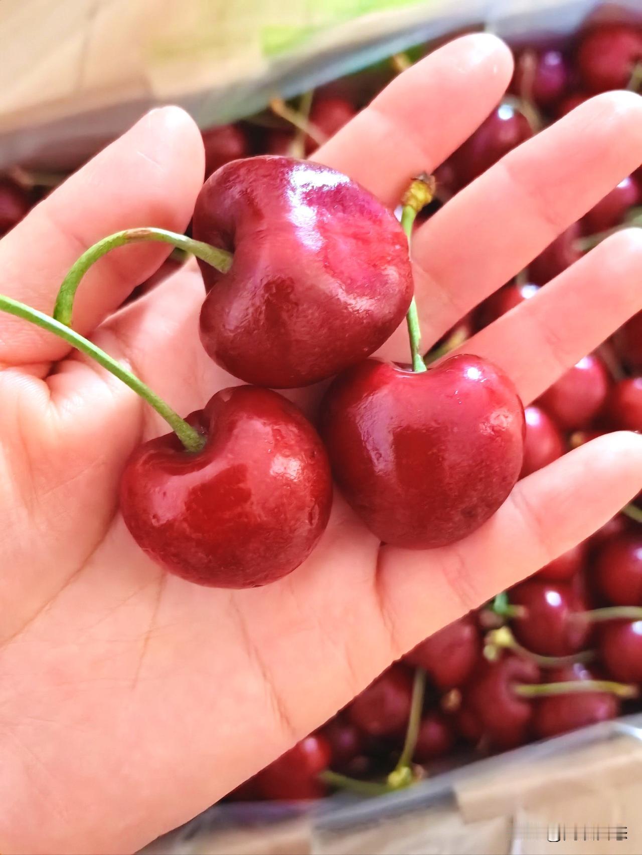 车厘子每年一到12月份就会大量上市，主要还是航运到港。
预计今年上海港的批发商可