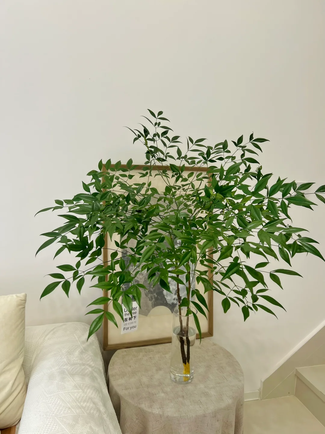 一棵成景🍃太爱啦🌷室内小森林南天竹