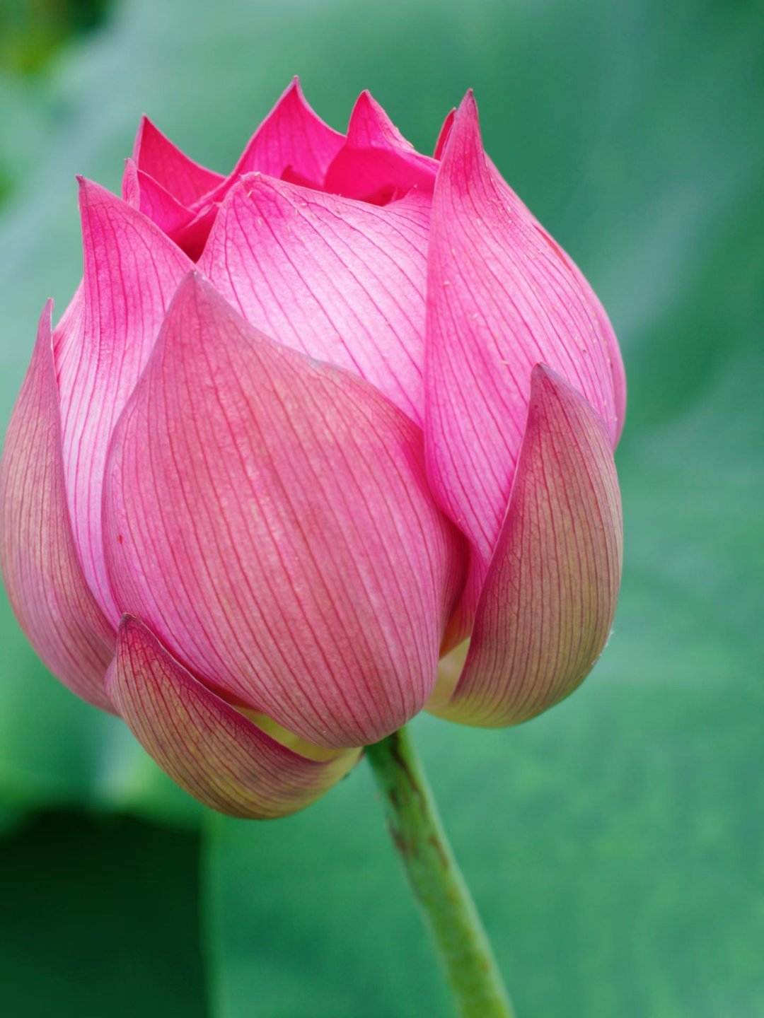 误入藕花深处~~ 