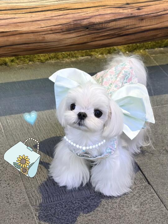 迪士尼在逃小狗精🎢