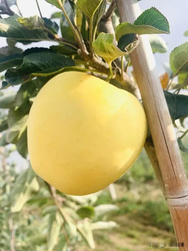 苹果树苗黄化可真是个让人头疼的问题。我觉得得先搞清楚黄化原因，再对症下药。
要是