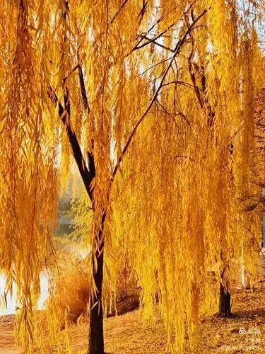 染秋
江风摇柳叶飞黄
桂馥菊娇水畔香
寒气袭人秋夜冷
孤灯伴影思君郎。