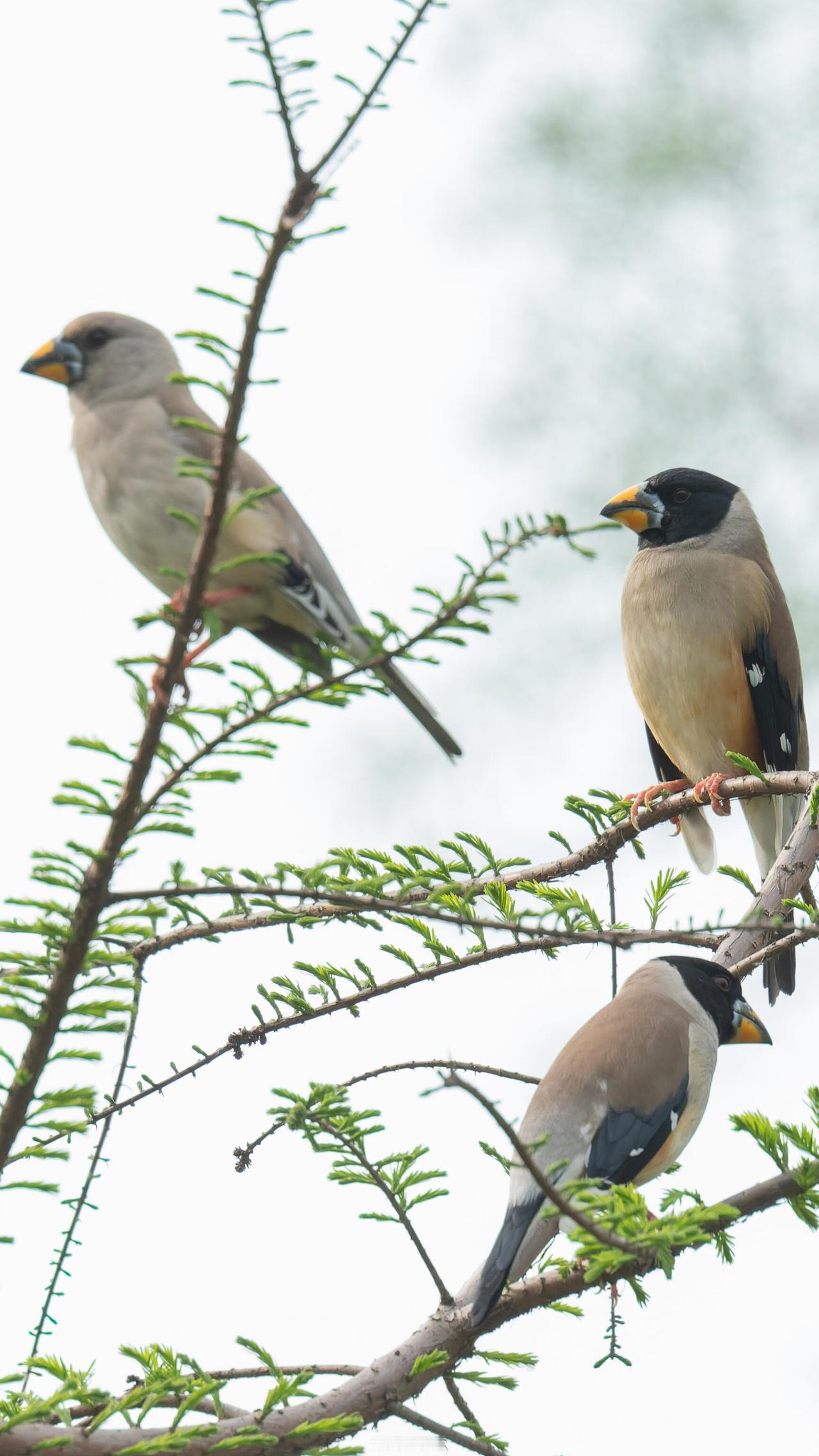 晨雾还没完全散开，水杉的新枝抽出嫩碧，三只蜡嘴雀安闲地立在枝桠上。风牵枝条轻晃，