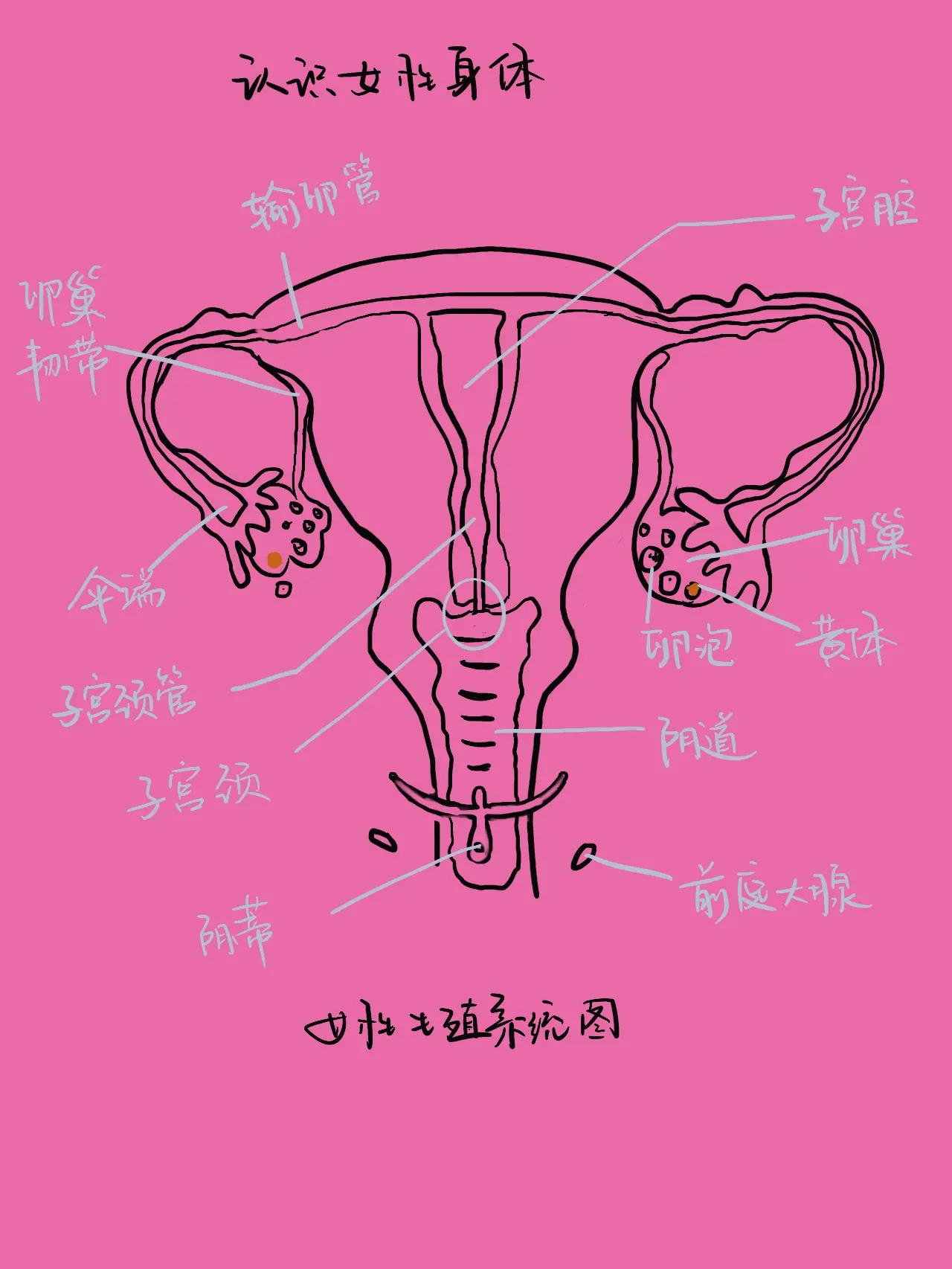 认识女性身体。