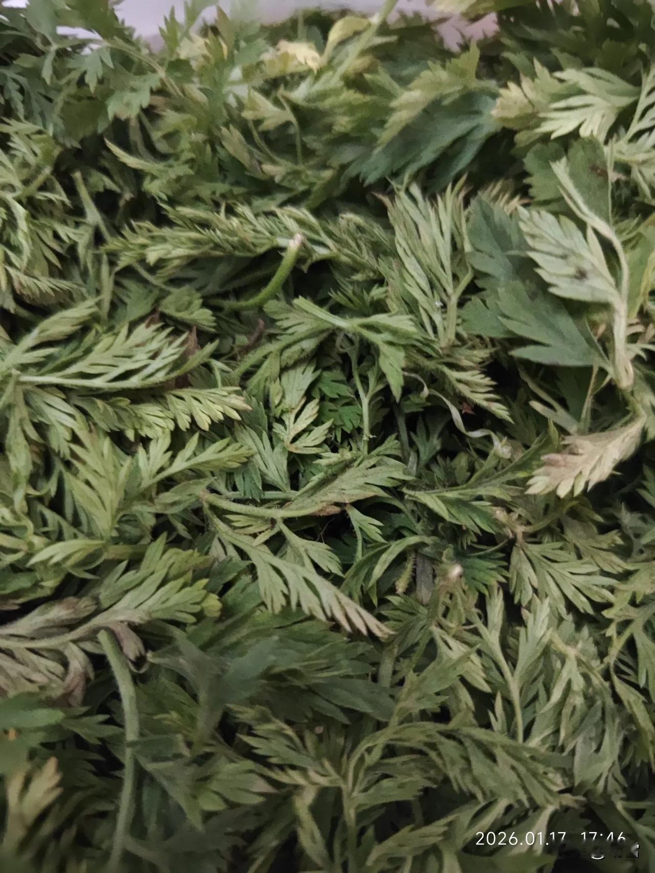 网上一片菜叶爆火，

那么我晒一堆胡萝卜缨子，

不火才怪呢😂

今天中午吃饭