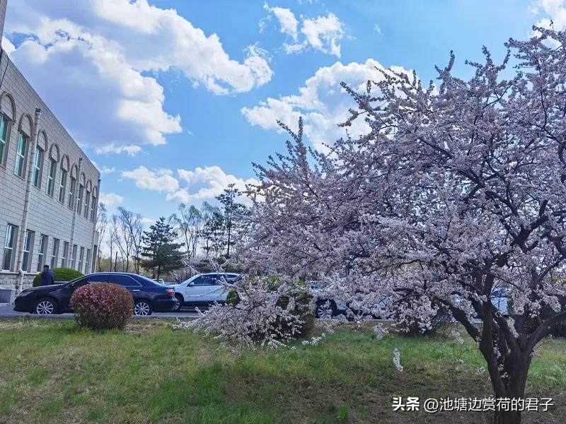 春日生活打卡季 春日一到，美景处处。江苏兴化千垛花海，绝对是春日顶流。这里是全球