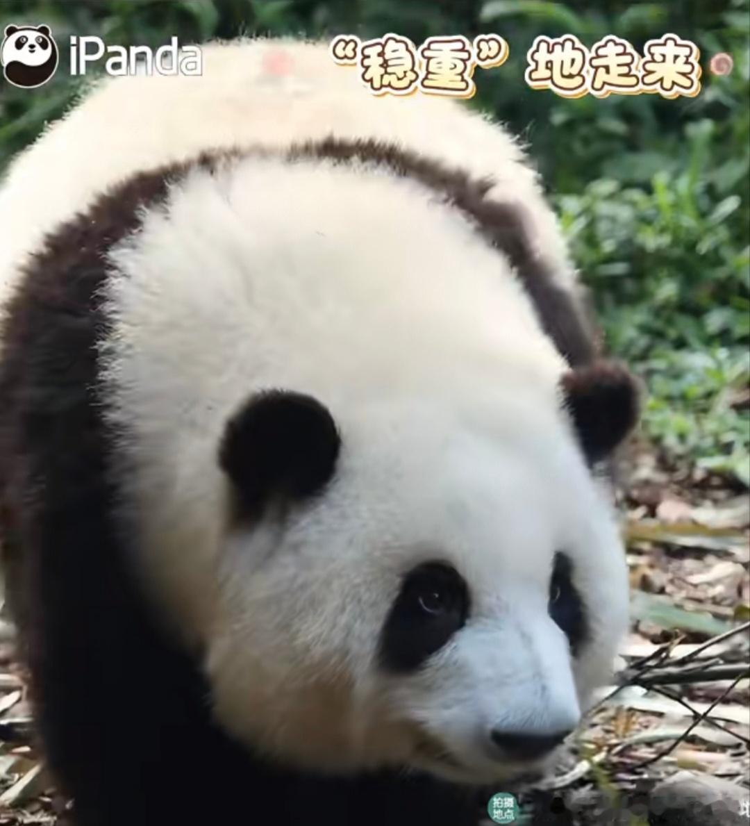 胖乎乎的花花最可爱了大熊猫和花 