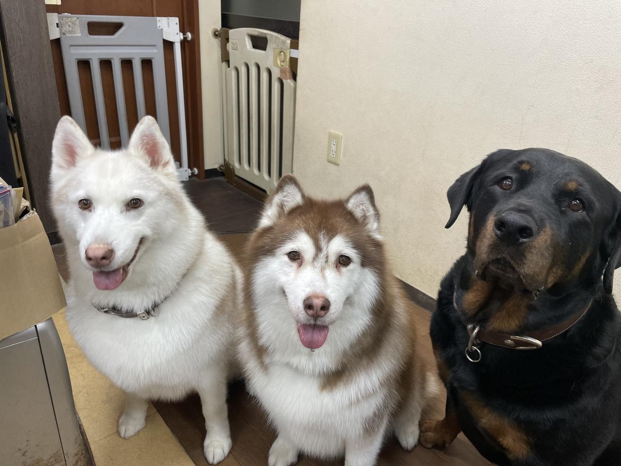 养到拆家大队了！日本一名饲主莉娜（Rina）很喜爱动物，总共饲养2只哈士奇、1只