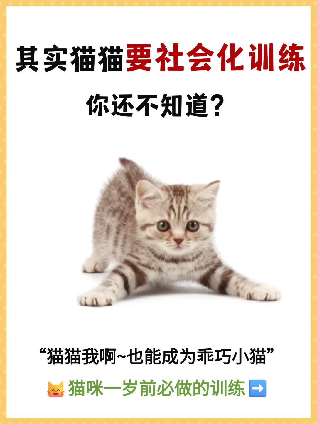 猫咪1岁前要完成的社会化训练❗才会乖巧粘人