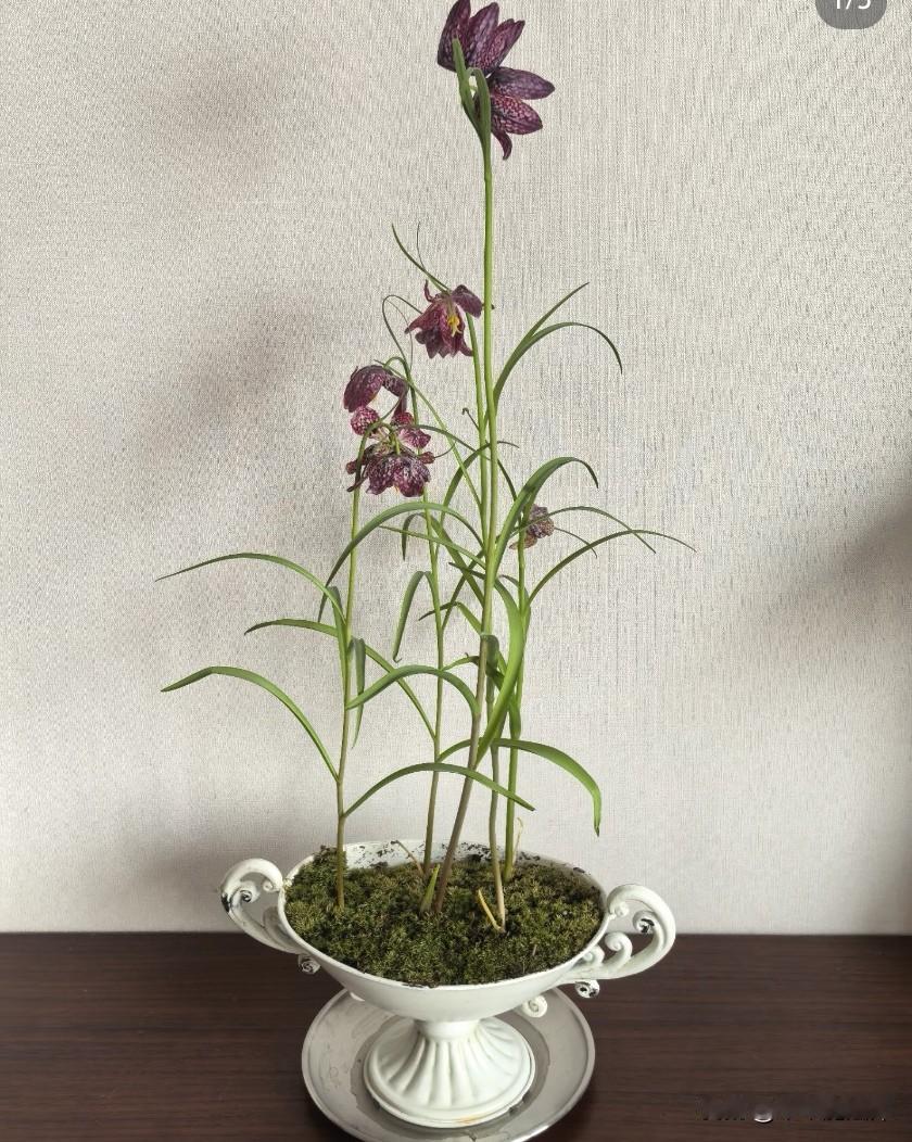 心柠
是入了花格子的坑
花格贝母盆栽太好养了吧。浇浇水就开了，轻松惬意。最近上海