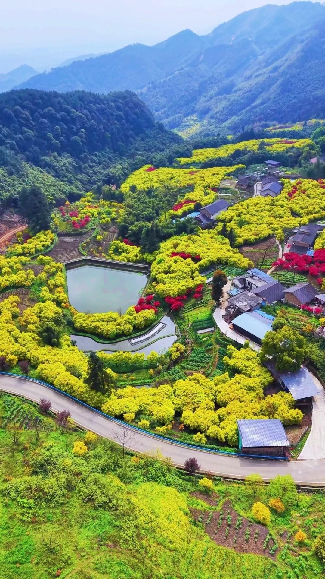 周末误入北碚黄金谷五彩森林，仿佛闯进了打翻调色盘的童话世界！漫山遍野的树木像被施