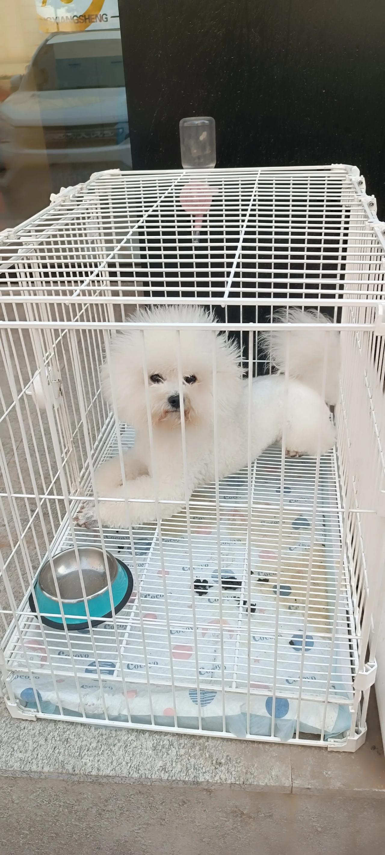 是谁这么忍心
把这么可爱的狗仔困于笼中
看它那乞求的小眼神儿
仿佛在说
放我出去