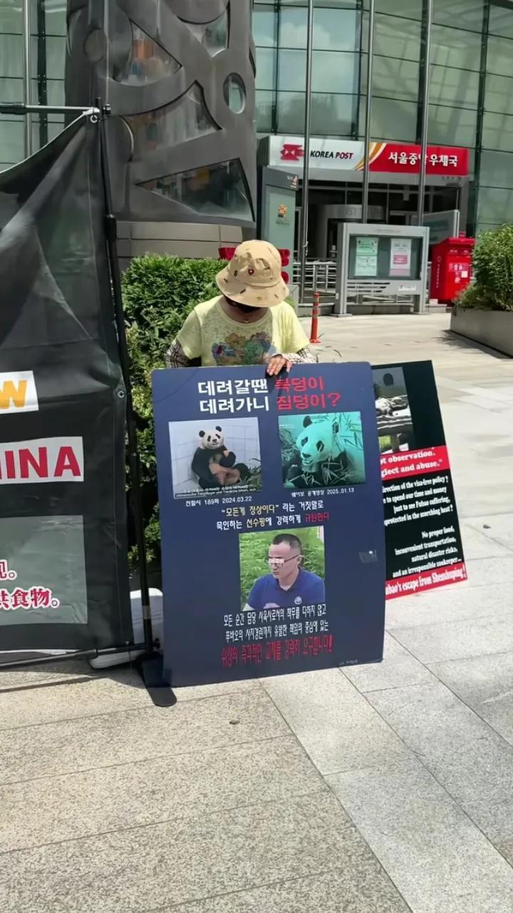 韩国真是“强盗”！说熊猫福宝Before in Korea，Now in Chi