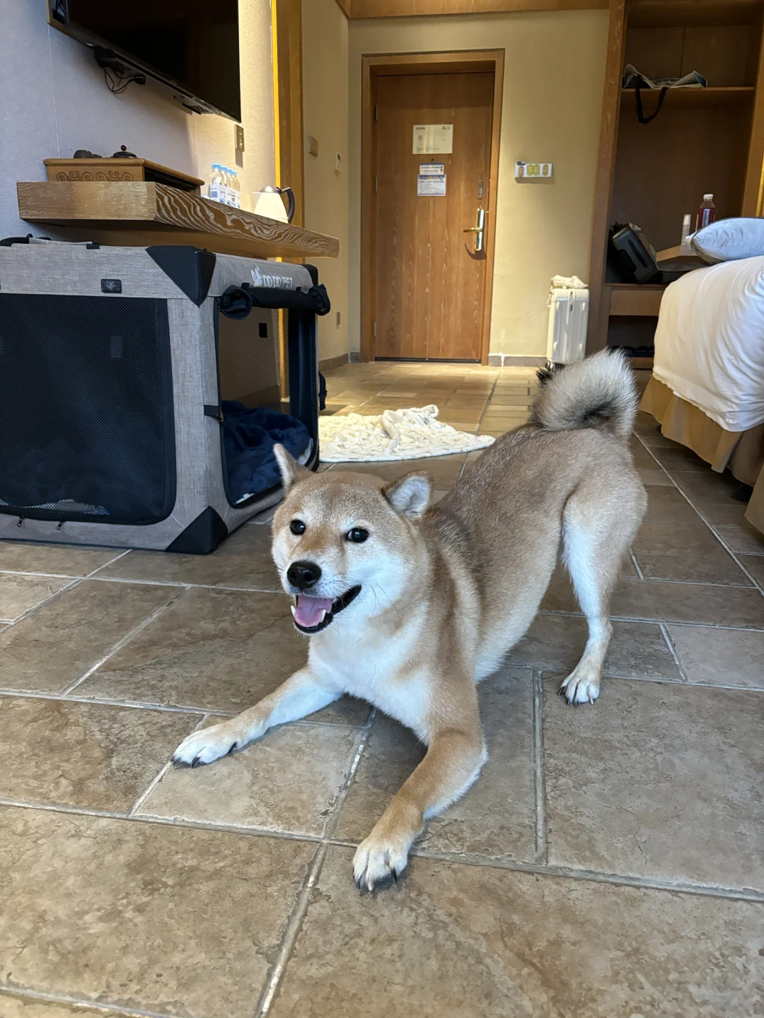 带小狗初一到初七的贵州行🐶第一站广西巴马