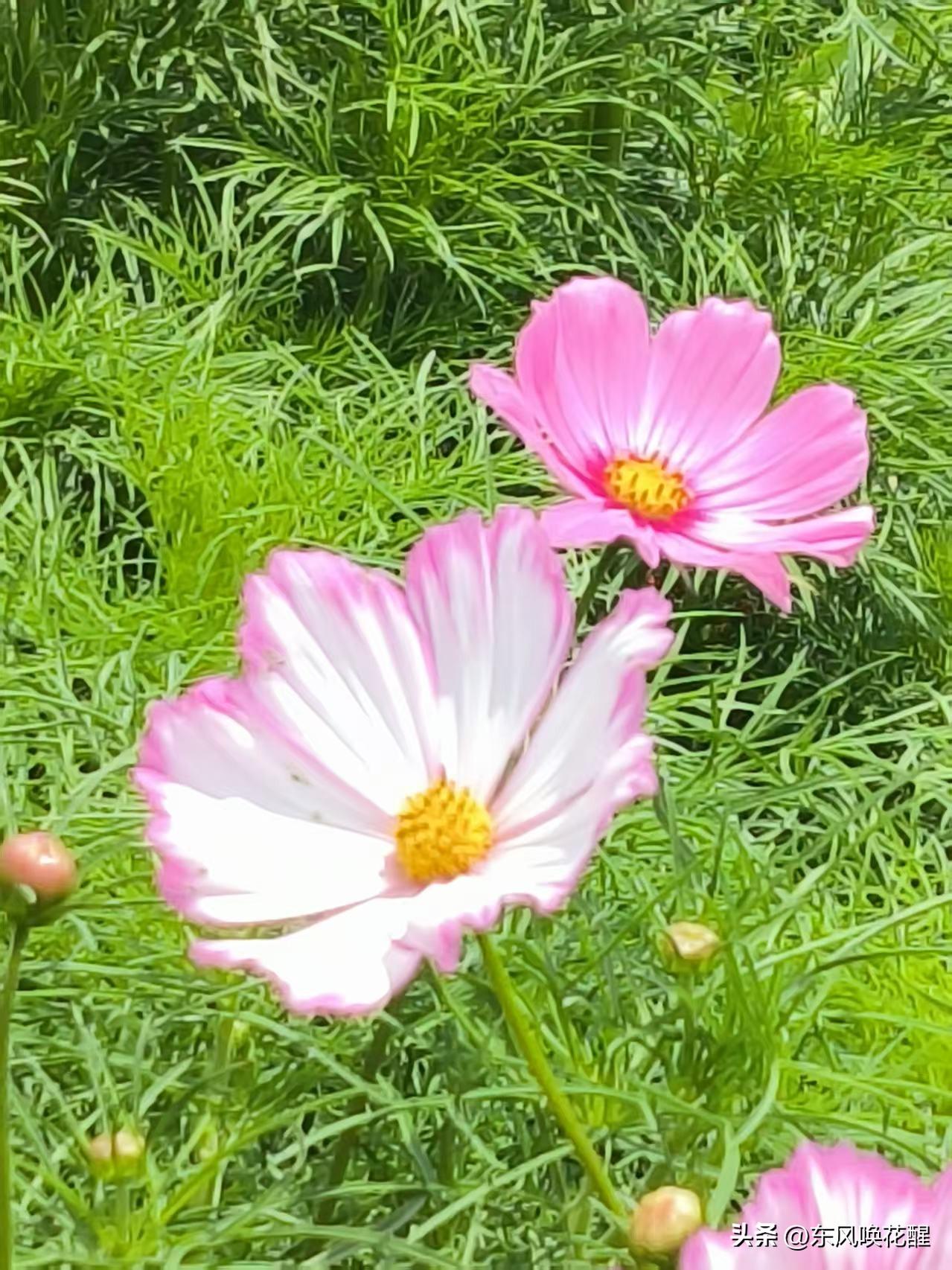 秋英花，也叫波斯菊。
国展码头的绿道公园，小道两旁种植了大片的波斯菊，五颜六色，