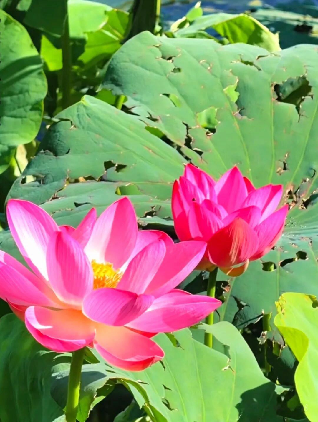 臨江仙 · 詠荷

六月芙蕖芳正茂，湖光十里菱舟。亭亭玉立散清幽。碧波香送遠，蟬